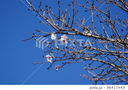 青空をバックに冬桜が咲く 青空をバックに冬桜が咲く 96417449