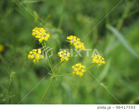 三島柴胡　ミシマサイコ 96417593