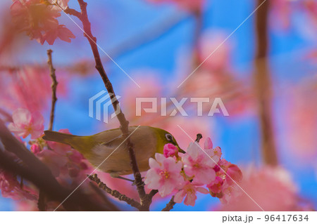 【静岡県】2月・青空と満開の河津桜 96417634