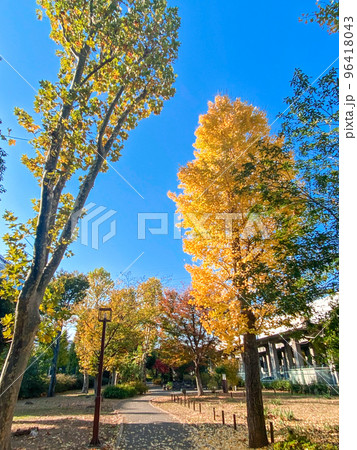 東京板橋・黄葉の高島平団地 96418043