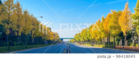 東京板橋・黄葉の高島平団地 東京板橋・黄葉の高島平団地 96418045