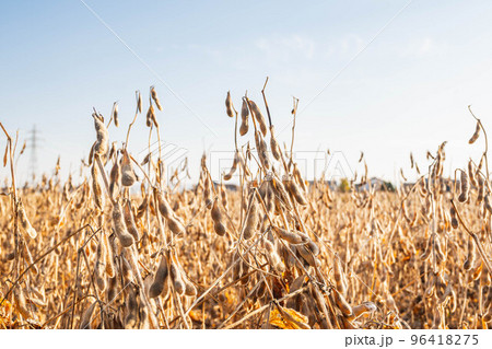 収穫前の大豆畑 96418275