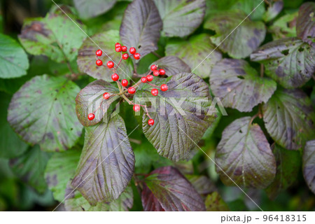 蔵王の景色　真っ赤なムシカリ（オオカメノキ）の実 96418315