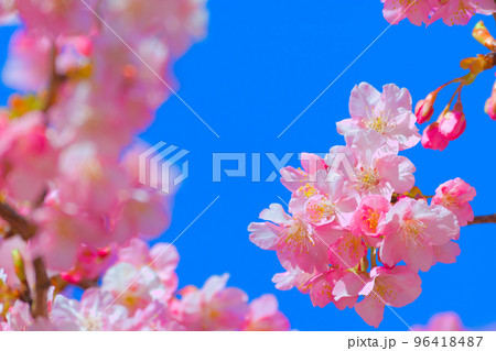 【静岡県】2月・青空と満開の河津桜 96418487