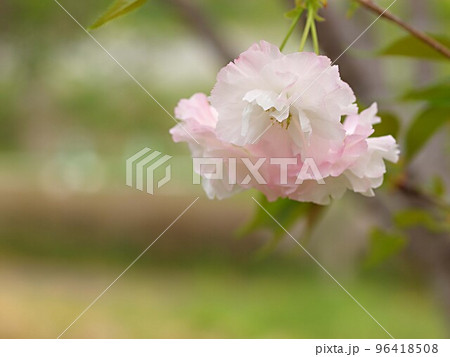 淡いピンク色の八重桜の花のアップ 96418508