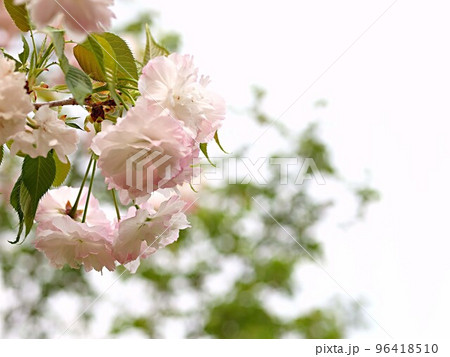 淡いピンク色の八重桜の花のアップ 淡いピンク色の八重桜の花のアップ 96418510