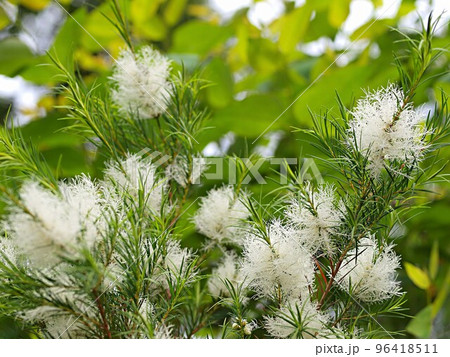 メラレウカ アルテルニフォシアの花 メラレウカ アルテルニフォシアの花 96418511