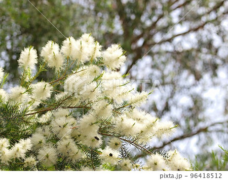 メラレウカ　アルテルニフォシアの花 96418512