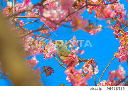 【静岡県】2月・青空と満開の河津桜 96418516