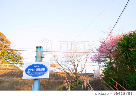 【静岡県】2月・伊豆急行線、河津桜の今井浜海岸駅 【静岡県】2月・伊豆急行線、河津桜の今井浜海岸駅 96418781