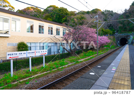 【静岡県】2月・伊豆急行線、河津桜の今井浜海岸駅 96418787