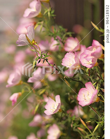 ヒルザキツキミソウの花の群生 ヒルザキツキミソウの花の群生 96418932