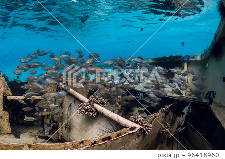 Tropical fish at wreck of boat underwater in blue ocean 96418960