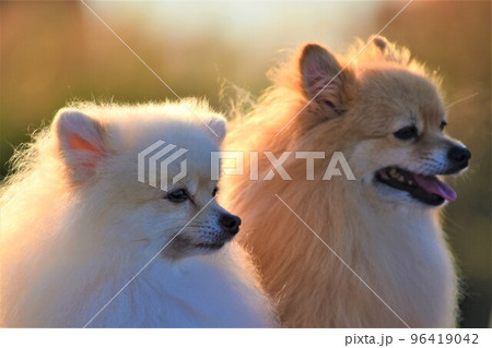 ポメラニアン ポメラニアン 96419042