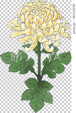 手描きの菊の花のイラストのイラスト素材 [96419290] - PIXTA