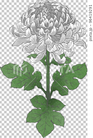 手繪菊花插畫 手繪菊花插畫 96419291