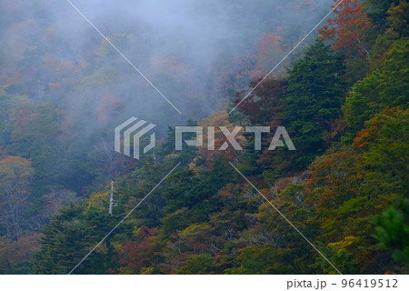 紅葉12（徳島県美馬郡木屋平） 96419512