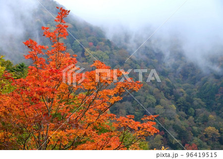 紅葉15（徳島県三好市東祖谷） 96419515