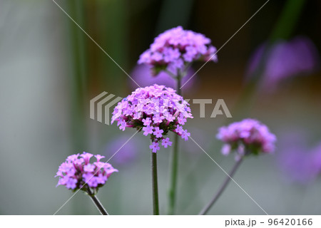 ヤナギハナガサ ヤナギハナガサ 96420166