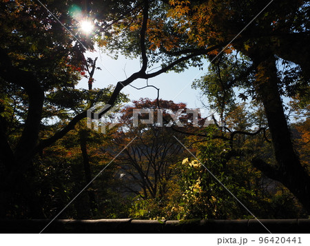 木漏れ日 96420441