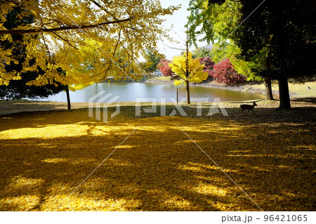 東大寺の名所・大仏池の大イチョウの落葉と子鹿 東大寺の名所・大仏池の大イチョウの落葉と子鹿 96421065