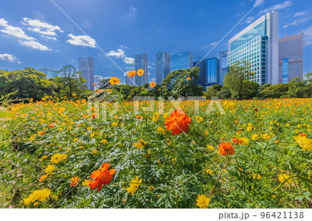 コスモスの花畑と高層ビル群 東京秋風景 コスモスの花畑と高層ビル群 東京秋風景 96421138
