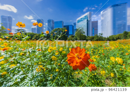 コスモスの花畑と高層ビル群 東京秋風景 コスモスの花畑と高層ビル群 東京秋風景 96421139
