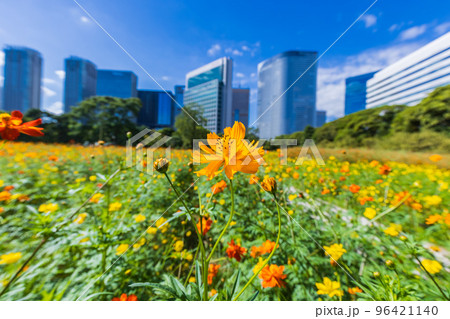 コスモスの花畑と高層ビル群　東京秋風景 96421140
