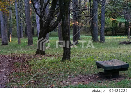 写真　秋の光の中で　森のベンチ　アースカラーの中で 96421225