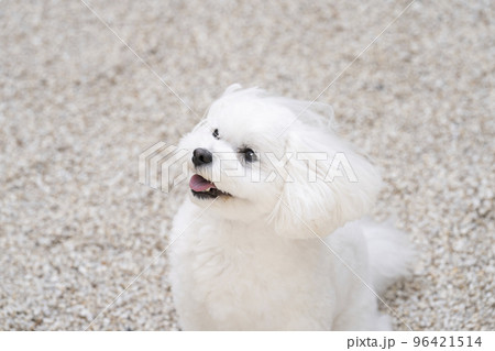 微笑むマルプーのローズ 96421514