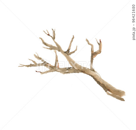 冬の枯木 96421680