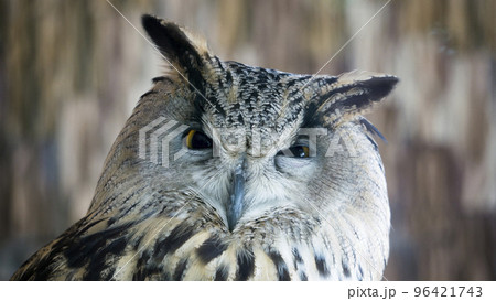 Portrait of a beautiful eagle owl 96421743