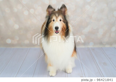 シェットランドシープドッグ(シェルティ) シェットランドシープドッグ(シェルティ) 96421841