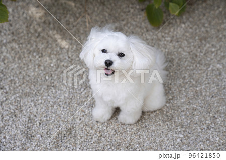 微笑むマルプーのローズ 微笑むマルプーのローズ 96421850