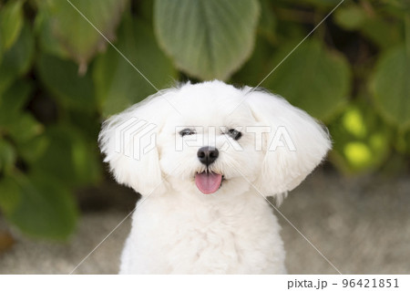 微笑むマルプーのローズ 微笑むマルプーのローズ 96421851