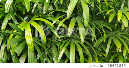 closeup nature view of green leaf and palms background. tropical plants, tropical leaf 96421859