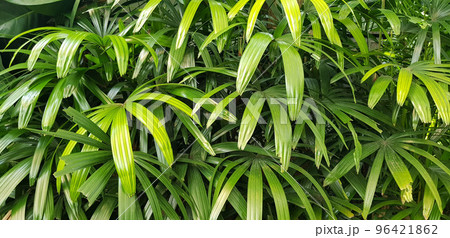 closeup nature view of green leaf and palms background. tropical plants, tropical leaf closeup nature view of green leaf and palms background. tropical plants, tropical leaf 96421862