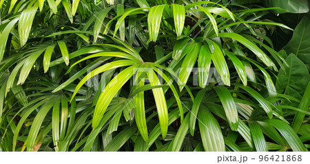 closeup nature view of green leaf and palms background. tropical plants, tropical leaf 96421868