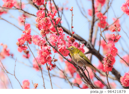 梅の花とメジロ 梅の花とメジロ 96421879