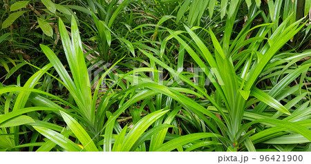 closeup nature view of green leaf and palms background. tropical plants, tropical leaf 96421900