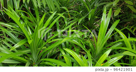 closeup nature view of green leaf and palms background. tropical plants, tropical leaf closeup nature view of green leaf and palms background. tropical plants, tropical leaf 96421901