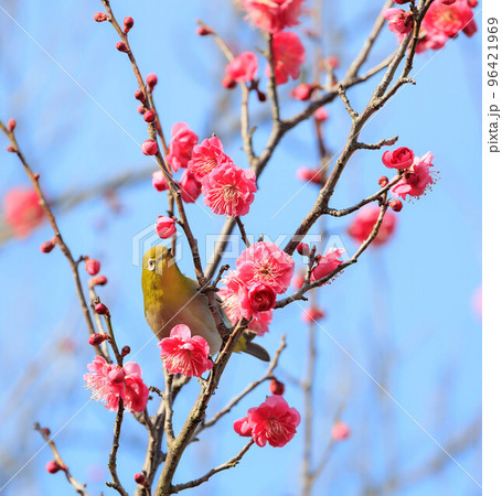梅の花とメジロ 梅の花とメジロ 96421969