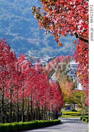 【京都】モミジバフウ並木が真っ赤に紅葉していて美しい 【京都】モミジバフウ並木が真っ赤に紅葉していて美しい 96421972