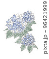 紫陽花 96421999