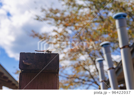 秋空の下で羽を休めるアキアカネ 96422037