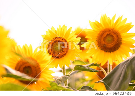 夏の花ひまわり 夏の花ひまわり 96422439