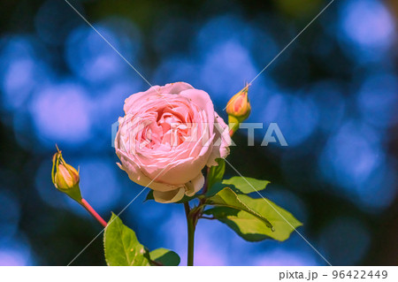 バラ　メルヘンツァウバー 96422449