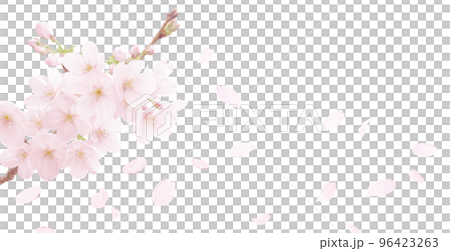 cherry blossom illustration real background 96423263