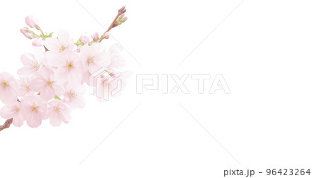 桜 イラスト リアル 背景 96423264