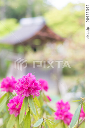 京都 正伝寺に咲く鮮やかなマゼンダ色のシャクヤク 96423342